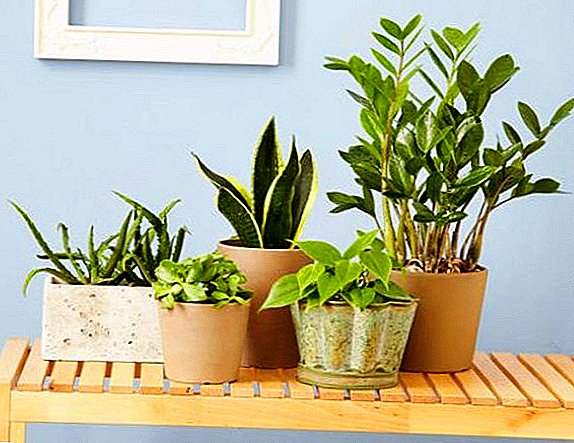 10-ka nützliche Zimmerpflanzen mit Fotos und Beschreibungen