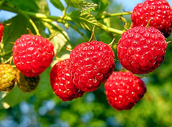 Top 10 varieties of repair raspberries for the Moscow region