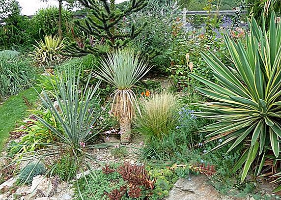 10 most common types of yucca
