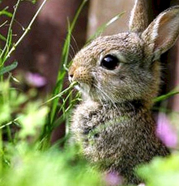 Lo que no puede alimentar a los conejos: 10 plantas venenosas.