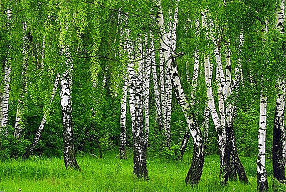10 druhov brezy