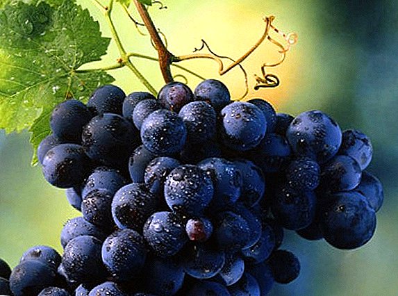 10 mejores variedades de uvas de interior con fotos y descripciones.