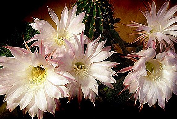 10 populares cactus en flor en casa con una descripción y una foto