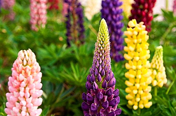 10 most popular types of lupins