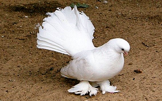 Top 10 okrasnih golobov