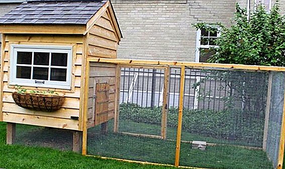 How to build a mini chicken coop on 10 chickens with their own hands