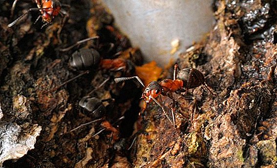 Instrucciones para el uso de fondos de las hormigas - "Ant" 10 g