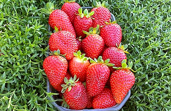 TOP 10 der besten Sorten von Erdbeer-Remontantnaya