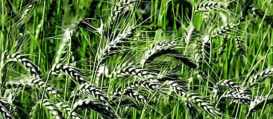 Првих 100 хектара Ставрополског подручја засијано је пшеницом-двокраком