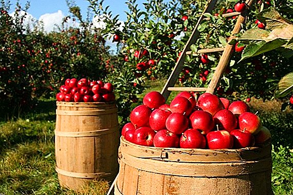 Import of apples to Ukraine decreased by 100%