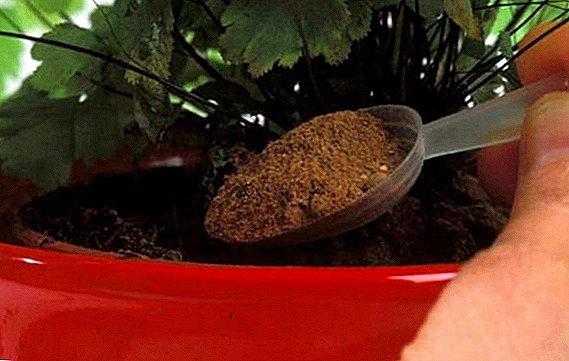 Cómo alimentar plantas de interior: 11 remedios populares para el cultivador.