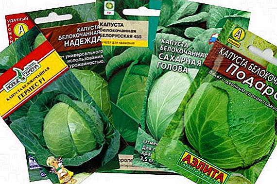 How to choose cabbage seeds: 12 best tips