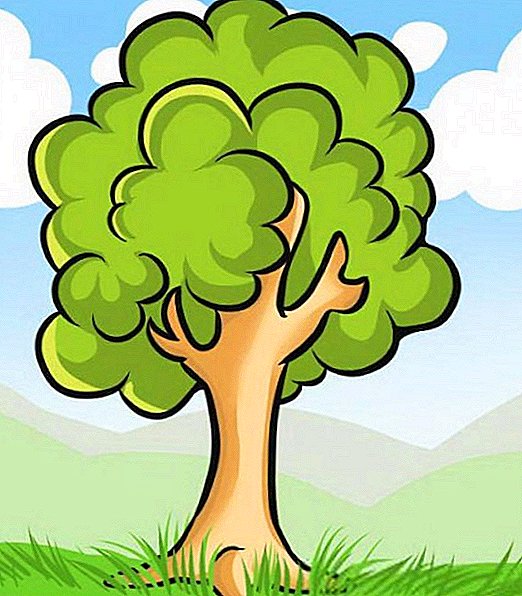 Arbres à feuilles caduques - une liste de 12 arbres à feuilles caduques populaires avec une description et une photo