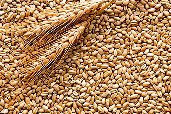 Krasnoyarsk 12 tons of wheat and barley were spoiled by a harmful insect