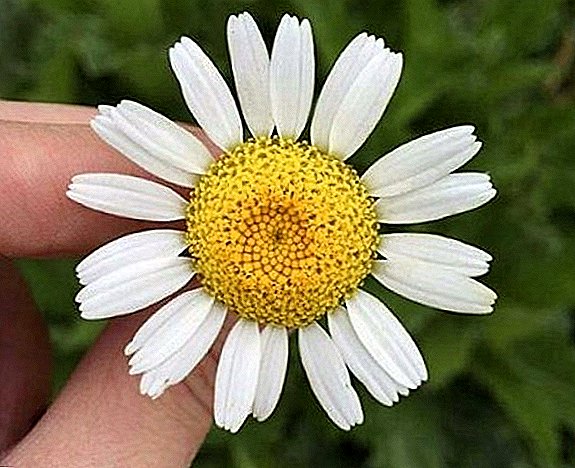 12 colors similar to daisy: photo and name