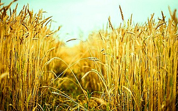 Cientistas de Kuban criaram 13 novas variedades híbridas de trigo