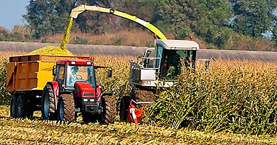 La creación de productos agrícolas en Ucrania para el año ha aumentado su precio en casi un 14%.