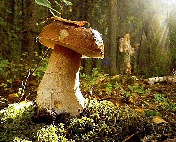 Edible mushrooms of Ukraine: TOP-15