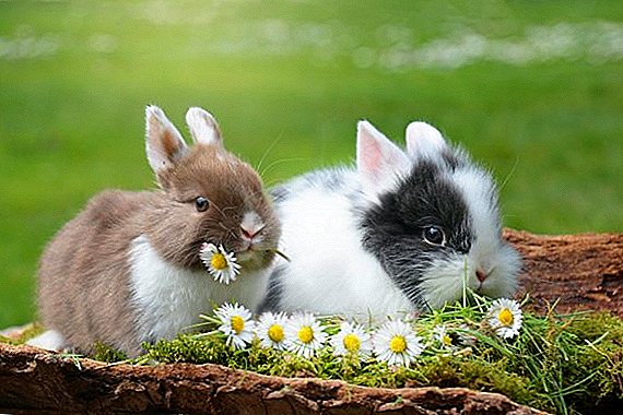Rusia negó la entrada a 15 conejos azerbaiyanos