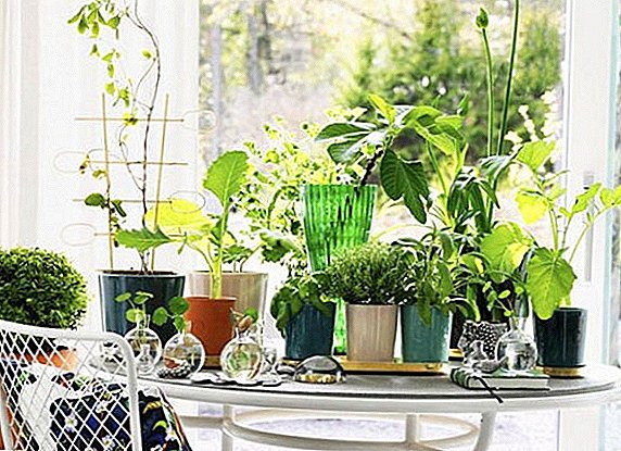 A selection of the 15 most beautiful indoor plants for your home