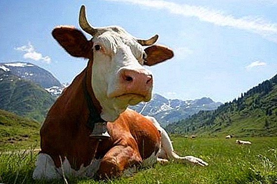 Alrededor de 1600 vacas murieron en los Estados Unidos debido a heladas anormales y ventiscas