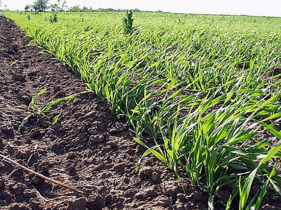 Oekraïne plant vroege graangewassen op 2,4 miljoen hectare
