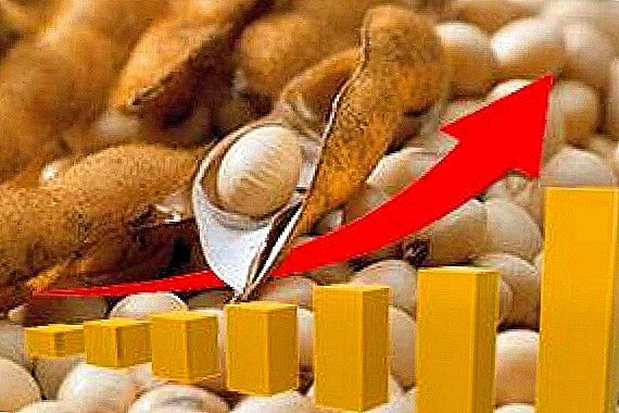 Izvozni potencial ukrajinske soje bo presegel 2,6 milijona ton