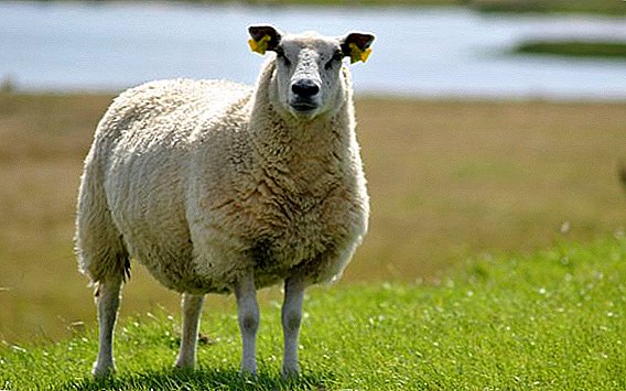 Schafe 2,0. In Tatarstan präsentierte sich eine neue Generation von Haustieren