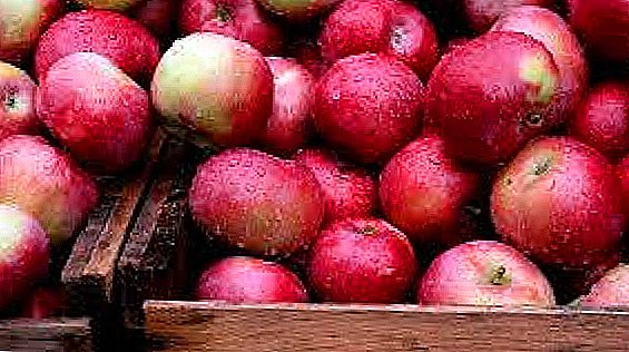 Takmer 2 tony jabĺk z Ukrajiny boli zničené v Petrohrade