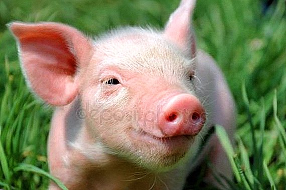 Mehr als 2 Milliarden Rubel werden für die Modernisierung eines großen Schweinekomplexes in der Region Wladimir eingesetzt