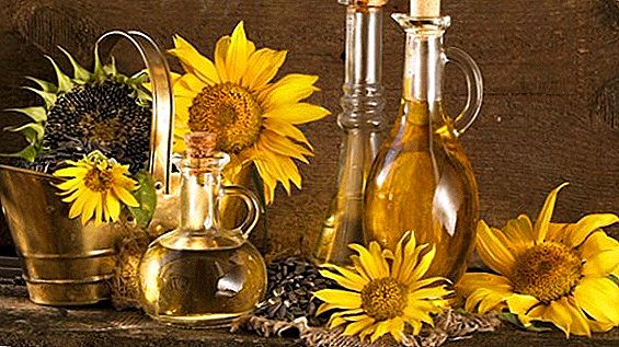 Produktion von Sonnenblumenöl in der Ukraine um 20% gestiegen