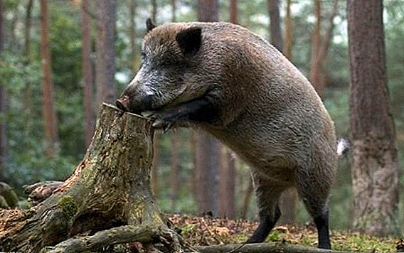 Pork repression: In Poland, about 200 thousand wild boars are shot out due to ASF outbreak