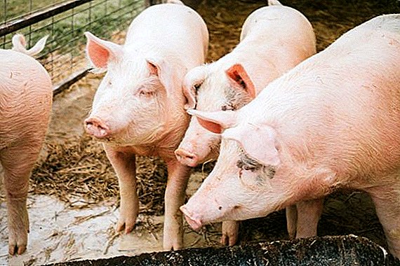 ASF can destroy 200 million pigs in China. Beijing is considering the possibility of importing meat from the US