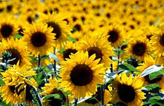 In 2016, Ukraine increased sunflower production