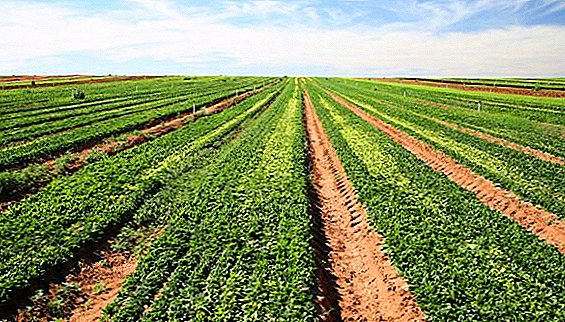En 2018, 16 900 tonnes de carottes ont été cultivées dans la région de Stavropol