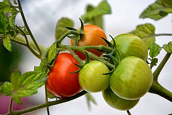Lunar calendar for tomatoes for 2018