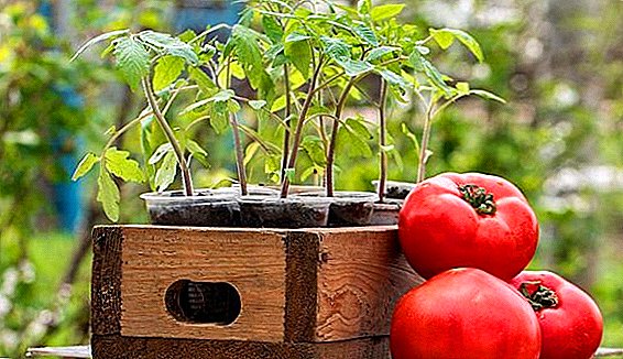 Calendario lunar de siembra de tomates en 2019.