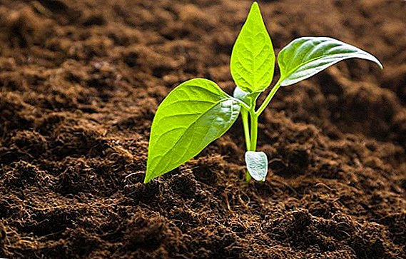 Planting pepper seedlings on the lunar calendar in 2019