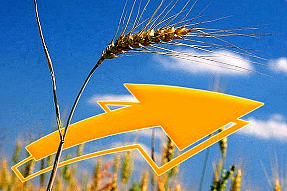 بحلول عام 2025 ، ستغطي أوكرانيا 7.7 ٪ من صادرات القمح العالمية