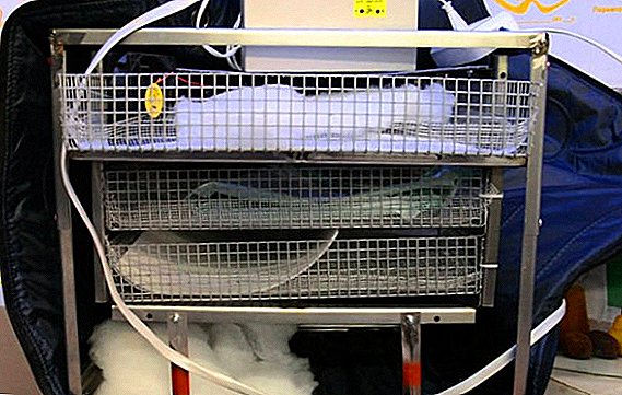 Pārskats par inkubatoru olām "TGB-210"
