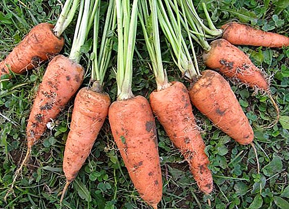 Zanahorias "Shantane 2461": descripción y cultivo