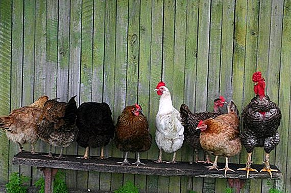 Hvordan laver man en kylling coop til 30 kyllinger