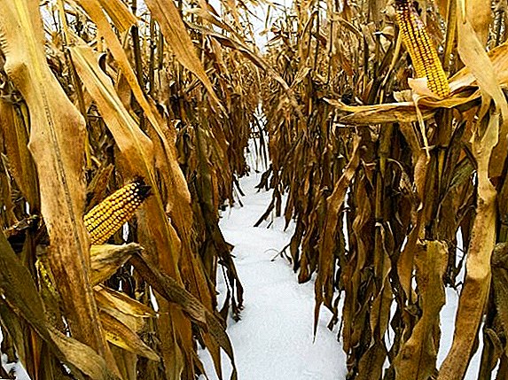 Il Kazakistan prevede di aumentare la redditività della sua industria del grano dal 30% al 40% nei prossimi quattro anni