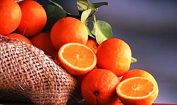 På jordbruksprojektet i Spanien fördelades ca 4 ton citrusfrukter