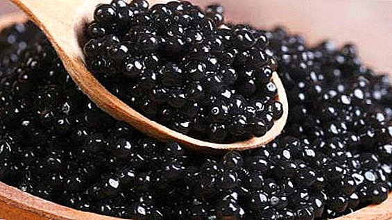 Næsten 40% af sort kaviar solgt ulovligt på det ukrainske marked