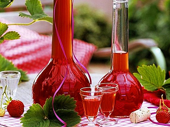 5 recepten aardbei tinctuur op wodka, maneschijn en alcohol