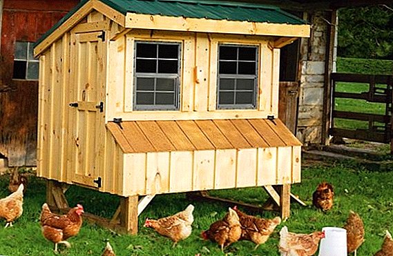 Cómo construir un gallinero para 50 pollos.