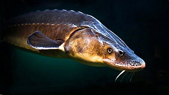 Wilderer im Asowschen Meer erhalten eine Geldstrafe von 50.000 UAH für den Fang seltener Fische