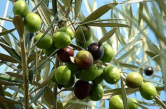In Italy, the olive harvest fell by more than 50%