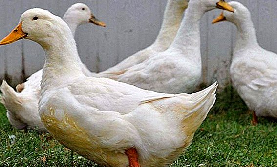 How to keep Star-53 ducks at home